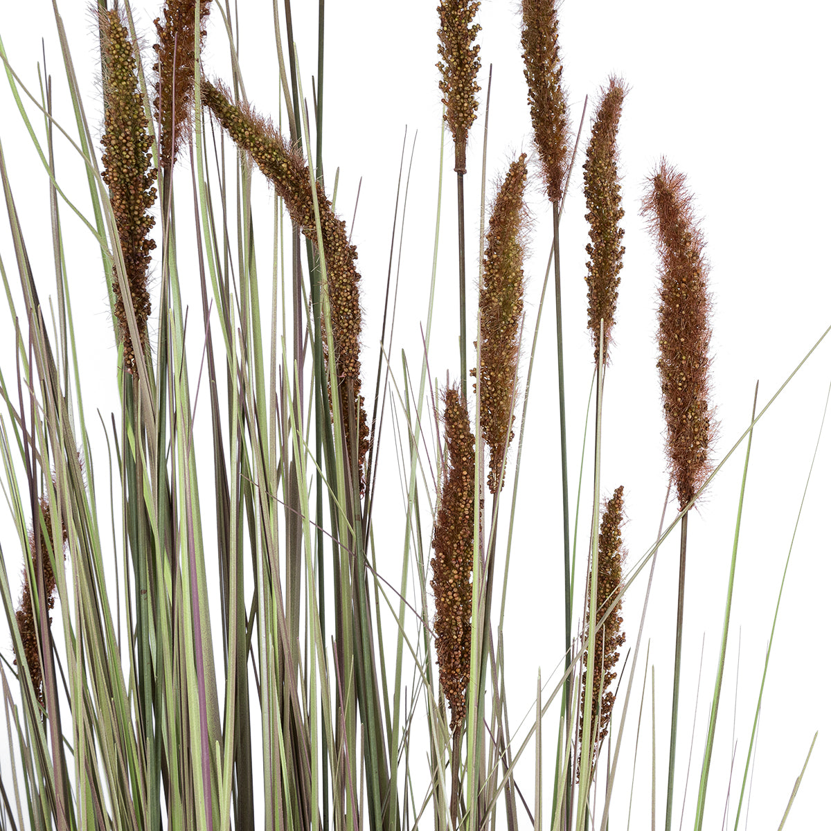 GloboStar® Artificial Garden BROWN LAGURUS 21103 Διακοσμητικό Φυτό Καφέ Λαγοουρά Υ180cm - ledmania.gr