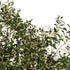 GloboStar® Artificial Garden OLIVE TREE 21112 Τεχνητό Διακοσμητικό Δέντρο Ελιά Υ220cm - ledmania.gr