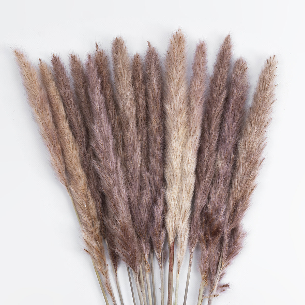 GloboStar® Artificial Garden REAL DRIED BROWN PAMPAS GRASS BUNCH 21215 Αποξηραμένο Διακοσμητικό Μπουκέτο Pampas Kάφε Y50cm - ledmania.gr
