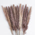GloboStar® Artificial Garden REAL DRIED BROWN PAMPAS GRASS BUNCH 21215 Αποξηραμένο Διακοσμητικό Μπουκέτο Pampas Kάφε Y50cm - ledmania.gr