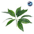 GloboStar® ZEBRA PLANT 78221 Τεχνητό Φυτό Ζέβρα - Μπουκέτο Διακοσμητικών Φυτών - Κλαδιών με Φύλλωμα Πράσινο Υ16cm - ledmania.gr