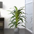 GloboStar® Artificial Garden BRAZILIAN IRON 20020 Τεχνητό Διακοσμητικό Φυτό Αρωματική Δράκαινα Υ140cm - ledmania.gr