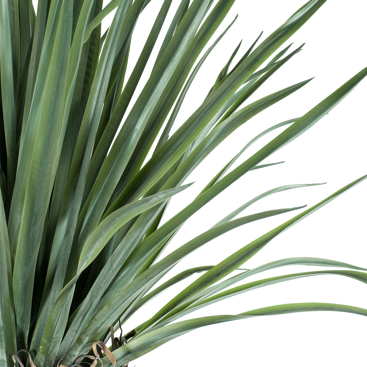 GloboStar® Artificial Garden BEAUCARNEA PALM TREE 20048 Τεχνητό Διακοσμητικό Φυτό Κυρτόφυλλος Μπουκαρνέα Υ250cm - ledmania.gr