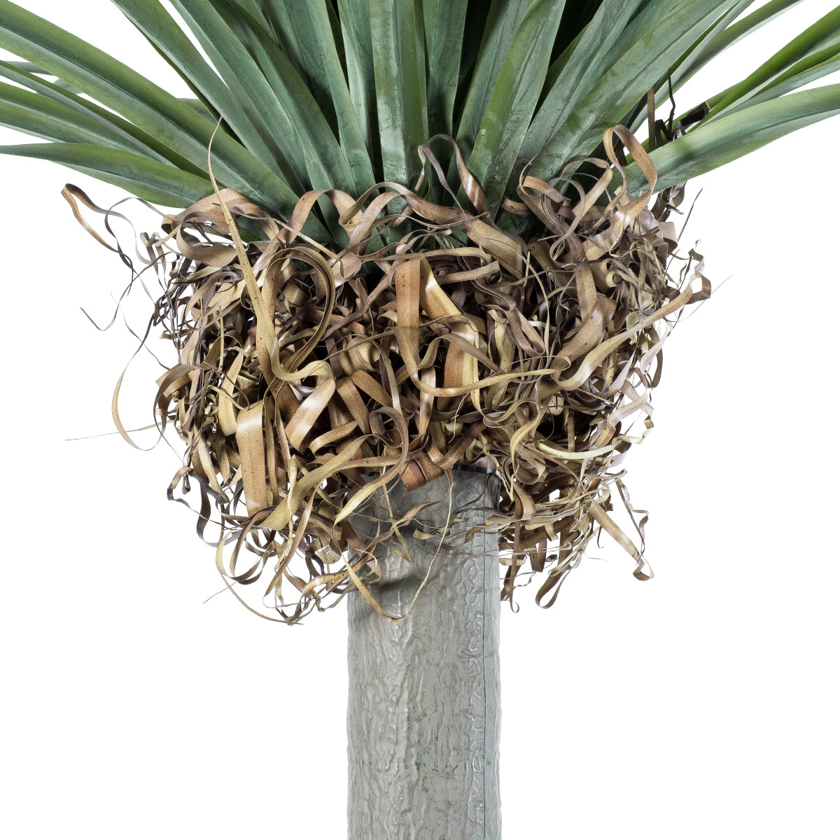 GloboStar® Artificial Garden BEAUCARNEA PALM TREE 20048 Τεχνητό Διακοσμητικό Φυτό Κυρτόφυλλος Μπουκαρνέα Υ250cm - ledmania.gr