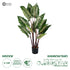 GloboStar® Artificial Garden RAINBOW TARO 20055 Τεχνητό Διακοσμητικό Φυτό Κολοκασία Υ140cm - ledmania.gr