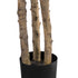GloboStar® Artificial Garden FORTUNE GUIANA TREE 20056 Τεχνητό Διακοσμητικό Φυτό Καστανιά του Μαλαμπάρ Υ160cm - ledmania.gr
