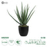 GloboStar® Artificial Garden ALOE 20065 Τεχνητό Διακοσμητικό Φυτό Αλόη Υ50cm - ledmania.gr