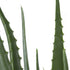 GloboStar® Artificial Garden ALOE 20066 Τεχνητό Διακοσμητικό Φυτό Αλόη Υ65cm - ledmania.gr