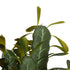 GloboStar® Artificial Garden CEREUS JAMACARU CACTUS 20102 Τεχνητό Διακοσμητικό Φυτό Κάκτος Κηρίος Υ62cm - ledmania.gr