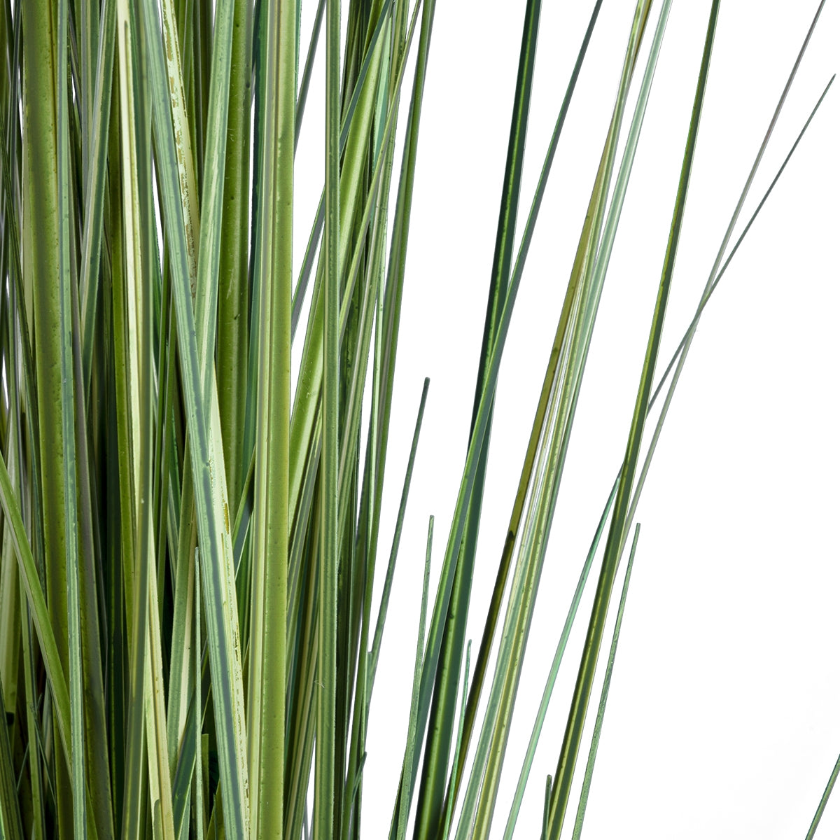 GloboStar® Artificial Garden CRASPEDIA GRASS 20112 Τεχνητό Διακοσμητικό Φυτό Κρασπέδια Υ150cm - ledmania.gr