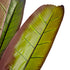 GloboStar® Artificial Garden BLOODY BANANA TREE 20118 Τεχνητό Διακοσμητικό Φυτό Αιματόφυλλη Μπανανιά - Μπανανόδεντρο Υ190cm - ledmania.gr