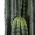 GloboStar® Artificial Garden CARNEGIEA CACTUS 20122 Τεχνητό Διακοσμητικό Φυτό Κάκτος Σαγκουάρο Υ150cm - ledmania.gr