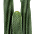 GloboStar® Artificial Garden CARNEGIEA CACTUS 20123 Τεχνητό Διακοσμητικό Φυτό Κάκτος Σαγκουάρο Υ160cm - ledmania.gr