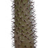 GloboStar® Artificial Garden PACHYPODIUM LAMEREI PALM TREE 20129 Τεχνητό Διακοσμητικό Φυτό Φοίνικας της Μαγαδασκάρης Υ105cm - ledmania.gr