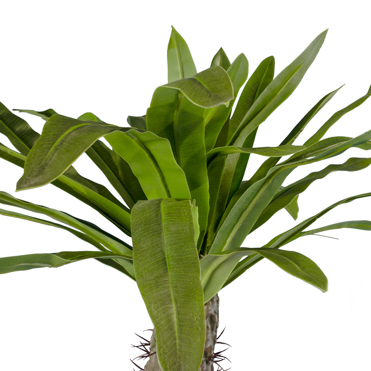GloboStar® Artificial Garden PACHYPODIUM LAMEREI PALM TREE 20130 Τεχνητό Διακοσμητικό Φυτό Φοίνικας της Μαγαδασκάρης Υ175cm - ledmania.gr
