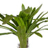 GloboStar® Artificial Garden PACHYPODIUM LAMEREI PALM TREE 20130 Τεχνητό Διακοσμητικό Φυτό Φοίνικας της Μαγαδασκάρης Υ175cm - ledmania.gr