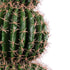 GloboStar® Artificial Garden FEROCACTUS 20138 Τεχνητό Διακοσμητικό Φυτό Φερόκακτος Υ95cm - ledmania.gr