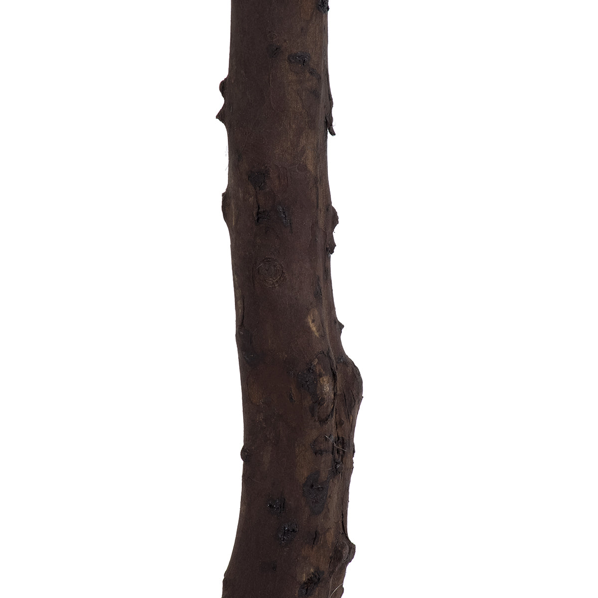 GloboStar® Artificial Garden BIANCA CHERRY BLOSSOM TREE 20141 Τεχνητό Διακοσμητικό Δέντρο Λευκή Κερασιά Υ160cm - ledmania.gr