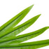 GloboStar® Artificial Garden SERENOA PALM LEAF 20172 Τεχνητό Διακοσμητικό Φύλο Φοινικόδεντρου Σερενόα Βεντάλια Π77 x Υ140cm - ledmania.gr