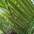 GloboStar® Artificial Garden PHOENIX ROEBELENII PALM TREE 20188 Τεχνητό Διακοσμητικό Φυτό Φοινικόδεντρο Ρομπελίνι Εξωτερικού Χώρου IP68 UV Certified Protection Υ400cm - ledmania.gr