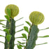 GloboStar® Artificial Garden CEREUS JAMACARU CACTUS 20193 Τεχνητό Διακοσμητικό Φυτό Κάκτος Κηρίος Υ120cm - ledmania.gr