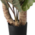 GloboStar® Artificial Garden RAINBOW TARO 20208 Τεχνητό Διακοσμητικό Φυτό Κολοκασία Υ160cm - ledmania.gr
