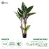 GloboStar® Artificial Garden RAINBOW TARO 20208 Τεχνητό Διακοσμητικό Φυτό Κολοκασία Υ160cm - ledmania.gr