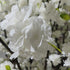 GloboStar® Artificial Garden BIANCA CHERRY BLOSSOM TREE 20362 Τεχνητό Διακοσμητικό Δέντρο Λευκό Άνθος Κερασιάς Υ350cm - ledmania.gr