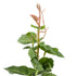 GloboStar® Artificial Garden VITIS GRAPE TREE 20379 Τεχνητό Διακοσμητικό Φυτό Άμπελος Υ90cm - ledmania.gr