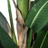 GloboStar® Artificial Garden BANANA TREE 20382 Τεχνητό Διακοσμητικό Φυτό  Μπανανιά Υ300cm - ledmania.gr