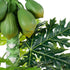 GloboStar® Artificial Garden PAPAYA TREE 20383 Τεχνητό Διακοσμητικό Φυτό  Παπάγια Υ270cm - ledmania.gr