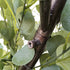 GloboStar® Artificial Garden EYCALYPTUS CINEREA ARCH 20434 Τεχνητή Διακοσμητική Αψίδα Ευκάλυπτου Μ250cm x Υ250cm - ledmania.gr