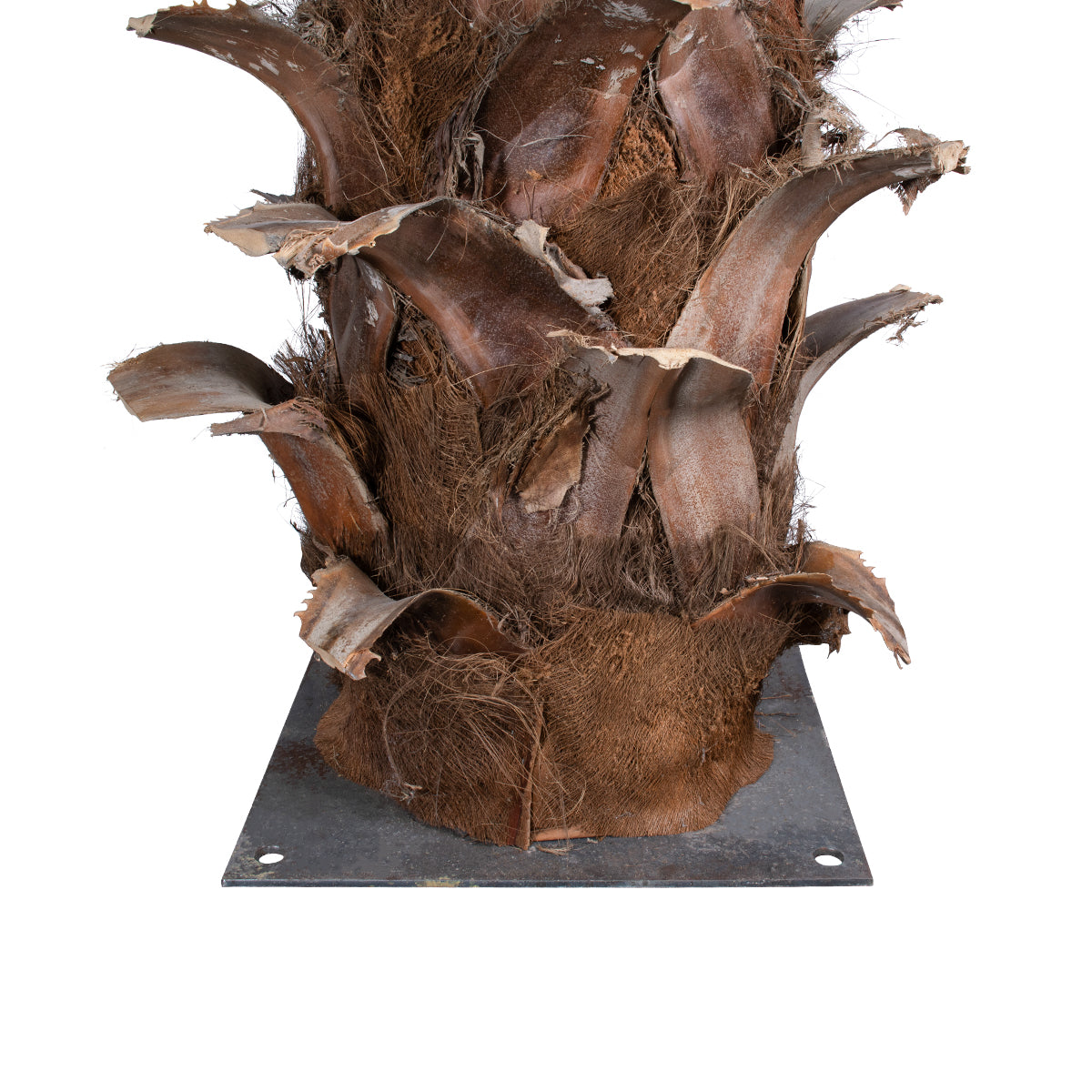 GloboStar® Artificial Garden COCONUT PALM TREE 20436 Τεχνητό Διακοσμητικό Φοινικόδεντρο Κοκοφοίνικας Υ600cm - ledmania.gr