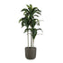 GloboStar® Artificial Garden LUCCA 20755 Επιδαπέδιο Πολυεστερικό Τσιμεντένιο Κασπώ Γλάστρα - Flower Pot Γκρι Ανθρακί Φ25 x Υ23cm - ledmania.gr