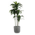 GloboStar® Artificial Garden ERICE 20757 Επιδαπέδιο Πολυεστερικό Τσιμεντένιο Κασπώ Γλάστρα - Flower Pot Γκρι Φ25 x Υ23cm - ledmania.gr