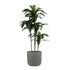 GloboStar® Artificial Garden ERICE 20758 Επιδαπέδιο Πολυεστερικό Τσιμεντένιο Κασπώ Γλάστρα - Flower Pot Γκρι Φ31 x Υ28cm - ledmania.gr