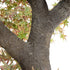 GloboStar® Artificial Garden MAPLE TREE 21058 Τεχνητό Διακοσμητικό Δέντρο Σφένδαμος Υ400cm - ledmania.gr