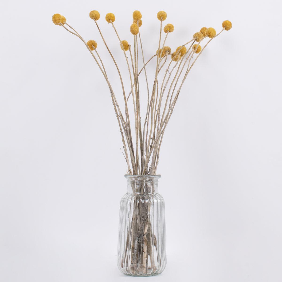 GloboStar® GRASPEDIA 36533 Αποξηραμένο Φυτό Κρασπέδια Φ3cm - Μπουκέτο Διακοσμητικών Κλαδιών Μπεζ - Κίτρινο Υ70cm - ledmania.gr