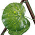 GloboStar® Artificial Garden NASTURTIUM 78498 Πτυσσόμενη Πέργκολα Τεχνητής Φυλλωσιάς - Κάθετος Κήπος Σύνθεση Ινδοκάρδαμο Μ110 x Π10 x Υ120cm (min) Μ310 x Π10 x Υ45cm (max) - ledmania.gr