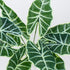 GloboStar® ALOCASIA 78225 Τεχνητό Φυτό Αλοκάσια - Μπουκέτο Διακοσμητικών Φυτών - Κλαδιών με Φύλλωμα Πράσινο Υ43cm - ledmania.gr