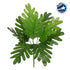 GloboStar® TREE PHILODENDRON 78299 Τεχνητό Φυτό Φιλόδεντρο - Μπουκέτο Διακοσμητικών Φυτών - Κλαδιών με Φύλλωμα Πράσινο Υ40cm - ledmania.gr