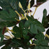 GloboStar® BELLYACHE BUSH 78219 Τεχνητό Φυτό Γιατρόφα - Μπουκέτο Διακοσμητικών Φυτών - Κλαδιών με Φύλλωμα Πράσινο - Κίτρινο - Κόκκινο Υ28cm - ledmania.gr