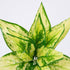 GloboStar® GOLDEN POTHOS 78278 Τεχνητό Φυτό Χρυσός Πόθος - Μπουκέτο Διακοσμητικών Φυτών - Κλαδιών με Φύλλωμα Πράσινο - Κίτρινο Υ26cm - ledmania.gr