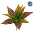 GloboStar® RED AGLAONEMA 78275 Τεχνητό Φυτό Αγλαόνημα Κοκκ. - Μπουκέτο Διακοσμητικών Φυτών - Κλαδιών με Φύλλωμα Πράσινο - Πορτοκαλί - Κόκκινο Υ27cm - ledmania.gr