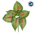 GloboStar® CALADIUM 78271 Τεχνητό Φυτό Καλάδιο - Μπουκέτο Διακοσμητικών Φυτών - Κλαδιών με Φύλλωμα Πράσινο - Κόκκινο - Κίτρινο Υ28cm - ledmania.gr