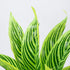 GloboStar® PEACOCK PLANT L.GREEN 78287 Τεχνητό Φυτό Καλαθέα Α.Πρ. - Μπουκέτο Διακοσμητικών Φυτών - Κλαδιών με Φύλλωμα Πράσινο Υ30cm - ledmania.gr