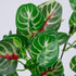 GloboStar® IRESINE PLANT 78237 Τεχνητό Φυτό Αιμόφυλλο - Μπουκέτο Διακοσμητικών Φυτών - Κλαδιών με Φύλλωμα Πράσινο - Κόκκινο Υ35cm - ledmania.gr