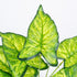 GloboStar® ELEPHANT EARS 78273 Τεχνητό Φυτό Κολοκάσια - Μπουκέτο Διακοσμητικών Φυτών - Κλαδιών με Φύλλωμα Πράσινο - Κίτρινο Υ40cm - ledmania.gr