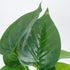 GloboStar® POTHOS 78266 Τεχνητό Φυτό Πόθος - Μπουκέτο Διακοσμητικών Φυτών - Κλαδιών με Φύλλωμα Πράσινο Υ28cm - ledmania.gr