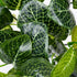 GloboStar® NERVE PLANT 78300 Τεχνητό Φυτό Φιτόνια - Μπουκέτο Διακοσμητικών Φυτών - Κλαδιών με Φύλλωμα Πράσινο Υ32cm - ledmania.gr